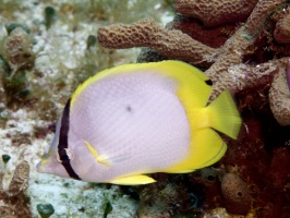Spotfin Butterflyfish IMG 9492
